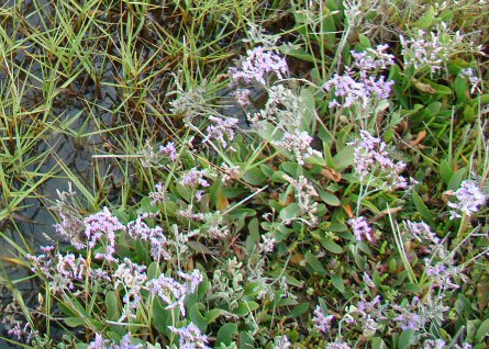 Limonium vulgare