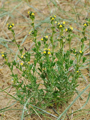 Linaria arenaria