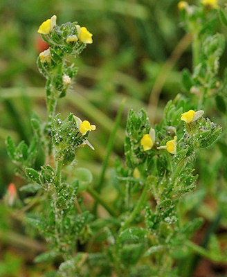 Linaria arenaria