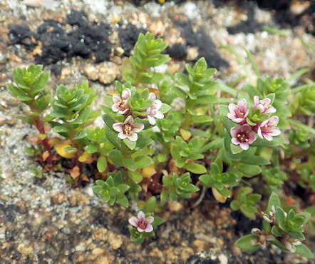 Lysimachia maritima