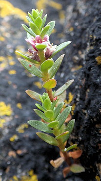 Lysimachia maritima