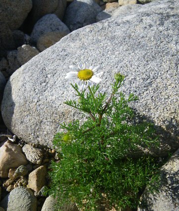 Tripleurospermum maritimum