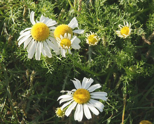 Tripleurospermum maritimum