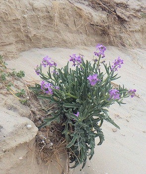 Matthiola sinuata