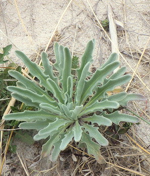 Matthiola sinuata