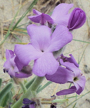 Matthiola sinuata