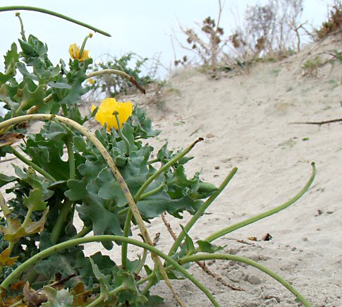 Glaucium flavum