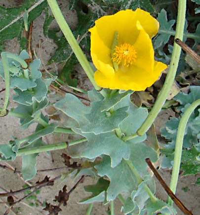 Glaucium flavum