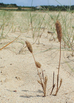 Phleum arenarium