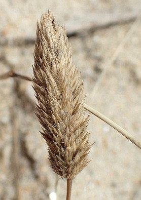 Phleum arenarium