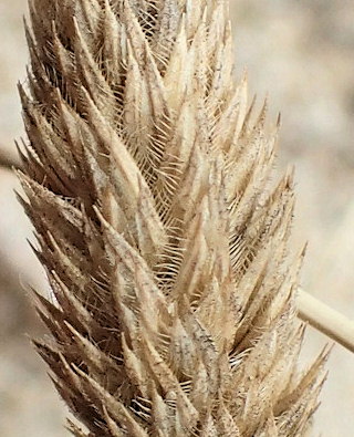 Phleum arenarium