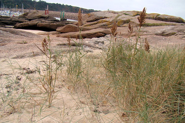 Phragmites australis