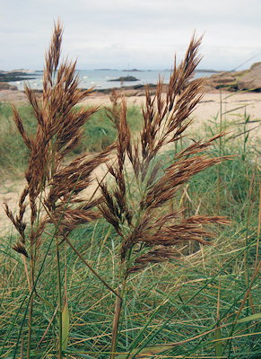 Phragmites australis