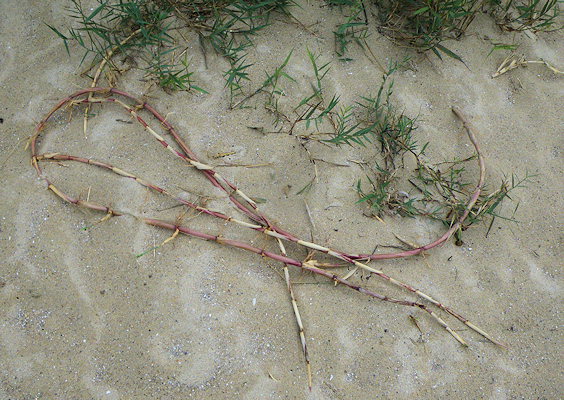 Phragmites australis