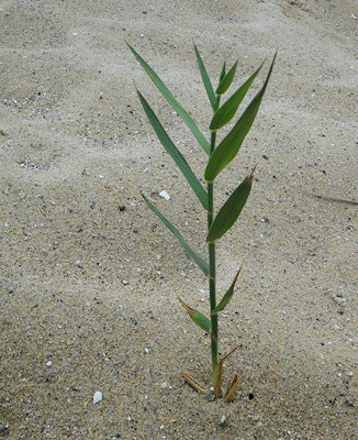 Phragmites australis