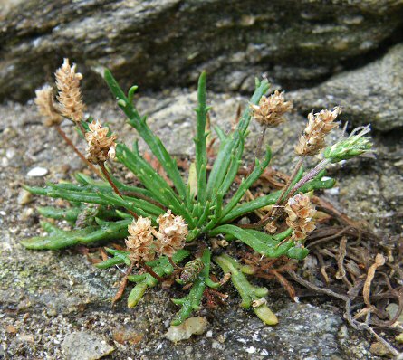 Plantago coronopus