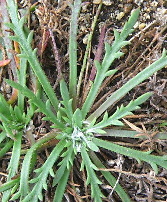 Plantago coronopus