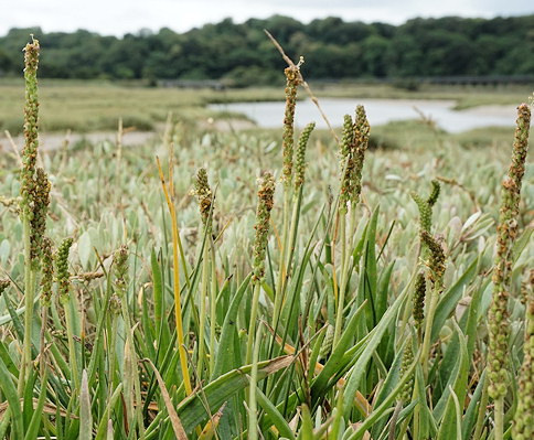 Plantago maritima