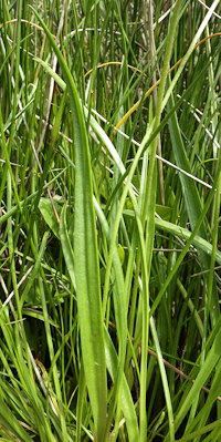 Plantago maritima