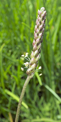 Plantago maritima