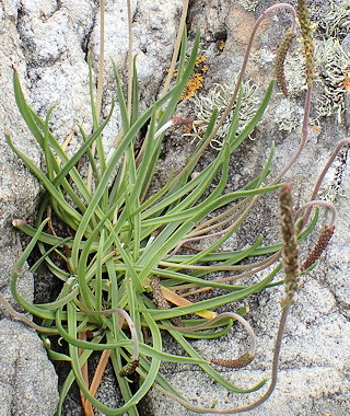 Plantago maritima