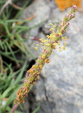 Plantago maritima