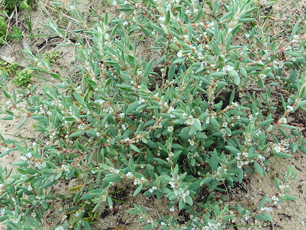 Polygonum maritimum