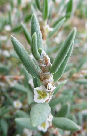 Polygonum maritimum