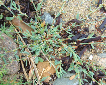 Polygonum raii