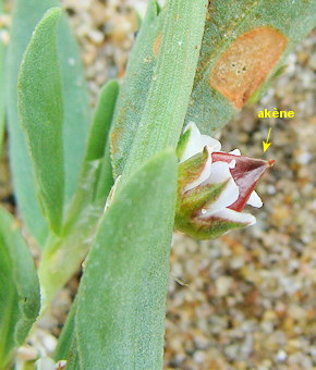 Polygonum raii