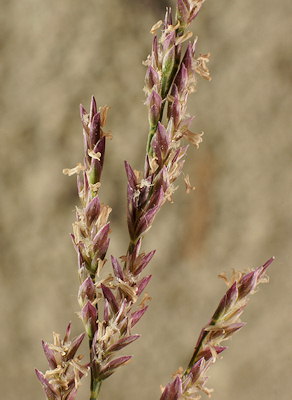 Puccinellia maritima