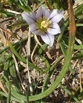 Romulea columnae