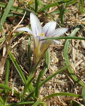 Romulea columnae