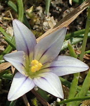 Romulea columnae