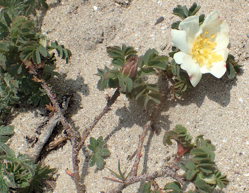 Rosa pimpinellifolia