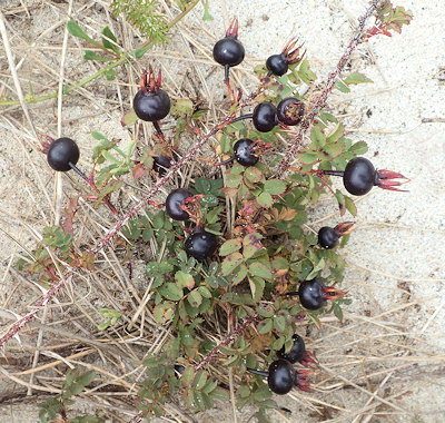 Rosa pimpinellifolia