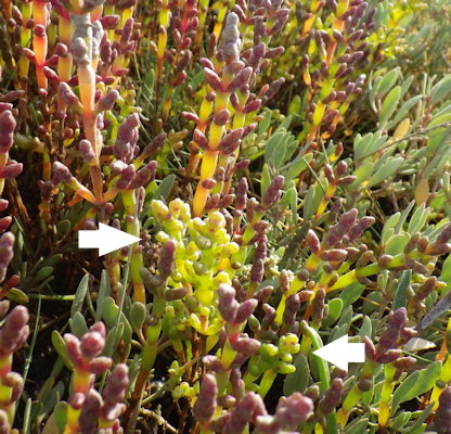 Salicornia disarticulata