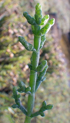 Salicornia disarticulata