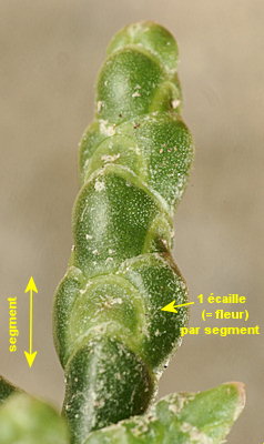 Salicornia disarticulata