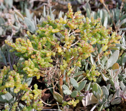 Salicornia disarticulata