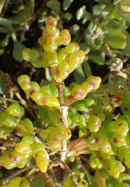 Salicornia disarticulata