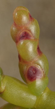Salicornia disarticulata
