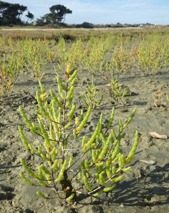 Salicornia fragilis