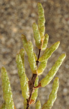 Salicornia fragilis