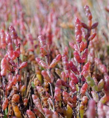 Salicornia "groupe europaea"