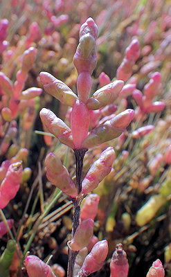 Salicornia "groupe europaea"