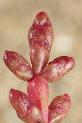 Salicornia "groupe europaea"