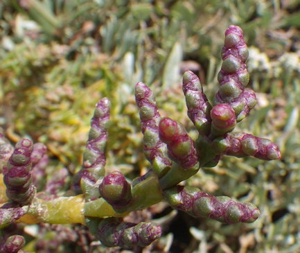 Salicornia×marshallii
