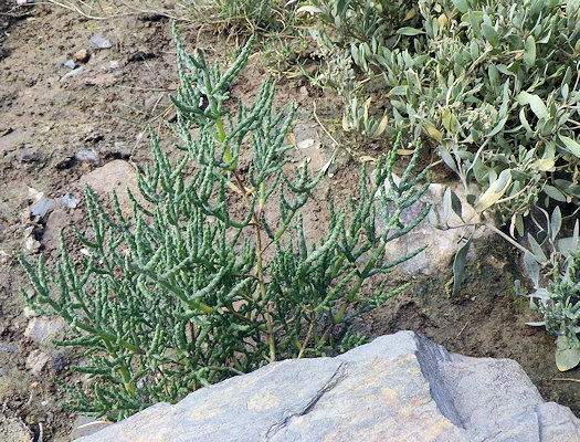 Salicornia obscura