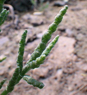 Salicornia obscura